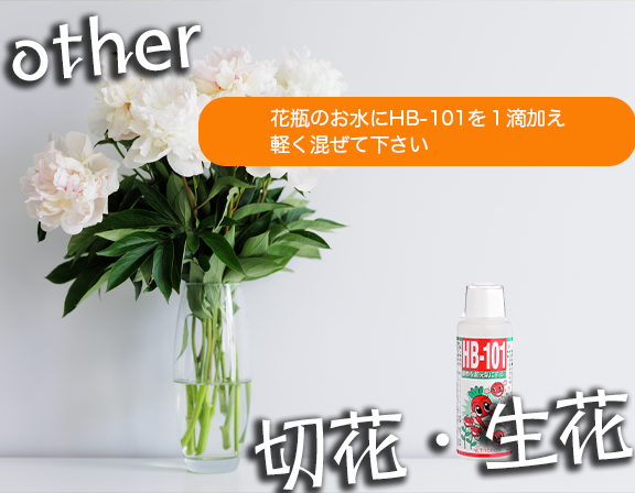 切花・生花の延命にもHB-101